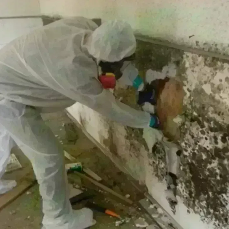 Mold Remediation and Removal in Manvel, TX